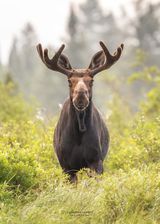 Large Moose in woods